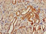 GCM2 Antibody in Immunohistochemistry (Paraffin) (IHC (P))