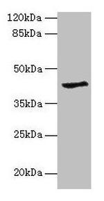 GDAP1L1 Antibody in Western Blot (WB)