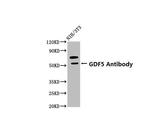 GDF5 Antibody in Western Blot (WB)