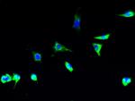TSTA3 Antibody in Immunocytochemistry (ICC/IF)