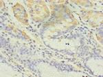 GIF Antibody in Immunohistochemistry (Paraffin) (IHC (P))