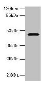 GIF Antibody in Western Blot (WB)