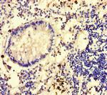 GLCE Antibody in Immunohistochemistry (Paraffin) (IHC (P))