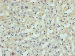 GLCE Antibody in Immunohistochemistry (Paraffin) (IHC (P))