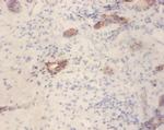 GLP1R Antibody in Immunohistochemistry (Paraffin) (IHC (P))