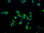 GNA12 Antibody in Immunocytochemistry (ICC/IF)