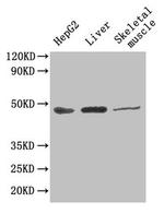 GOT1 Antibody in Western Blot (WB)