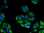 Glypican 4 Antibody in Immunocytochemistry (ICC/IF)