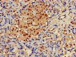 Glypican 4 Antibody in Immunohistochemistry (Paraffin) (IHC (P))