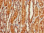 Glypican 4 Antibody in Immunohistochemistry (Paraffin) (IHC (P))