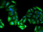 GPT Antibody in Immunocytochemistry (ICC/IF)