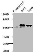 GPT Antibody in Western Blot (WB)