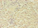 GRK4 Antibody in Immunohistochemistry (Paraffin) (IHC (P))