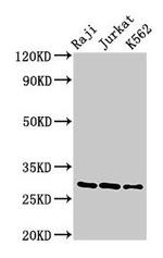 Granzyme A Antibody in Western Blot (WB)