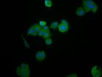 HEPACAM Antibody in Immunocytochemistry (ICC/IF)