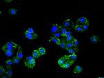 HMBS Antibody in Immunocytochemistry (ICC/IF)