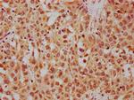 HRG Antibody in Immunohistochemistry (Paraffin) (IHC (P))