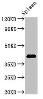 HS2ST1 Antibody in Western Blot (WB)