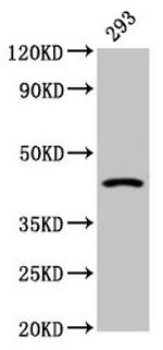 HSD11B2 Antibody in Western Blot (WB)