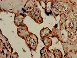 HSD3B1 Antibody in Immunohistochemistry (Paraffin) (IHC (P))