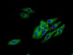 HTR1E Antibody in Immunocytochemistry (ICC/IF)