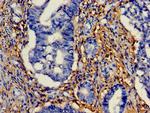 HTRA2 Antibody in Immunohistochemistry (Paraffin) (IHC (P))