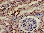 HTRA2 Antibody in Immunohistochemistry (Paraffin) (IHC (P))