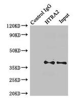 HTRA2 Antibody in Western Blot (WB)