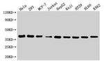 HTRA2 Antibody in Western Blot (WB)