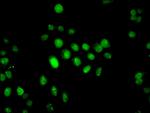 IFI44 Antibody in Immunocytochemistry (ICC/IF)