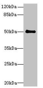 IFI44 Antibody in Western Blot (WB)