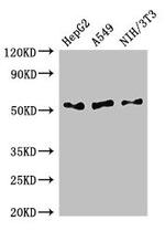 IFI44L Antibody in Western Blot (WB)