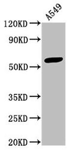 IFIT3 Antibody in Western Blot (WB)