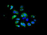 IFIT5 Antibody in Immunocytochemistry (ICC/IF)