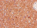 IFIT5 Antibody in Immunohistochemistry (Paraffin) (IHC (P))