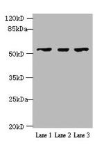 IFIT5 Antibody in Western Blot (WB)