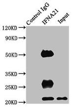 Interferon alpha-21 Antibody in Western Blot (WB)