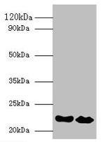 Interferon alpha-21 Antibody in Western Blot (WB)