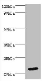 Interferon alpha-4 Antibody in Western Blot (WB)