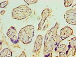 IL1R1 Antibody in Immunohistochemistry (Paraffin) (IHC (P))