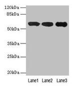 IMPDH2 Antibody in Western Blot (WB)