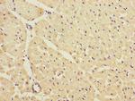 Kir2.3 (KCNJ4) Antibody in Immunohistochemistry (Paraffin) (IHC (P))