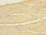 Kir2.3 (KCNJ4) Antibody in Immunohistochemistry (Paraffin) (IHC (P))