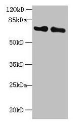 KEAP1 Antibody in Western Blot (WB)