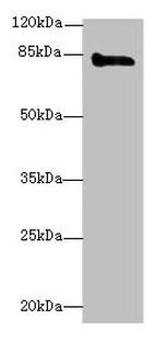 KELL Antibody in Western Blot (WB)