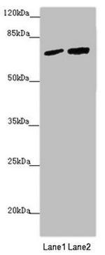 KIAA0391 Antibody in Western Blot (WB)