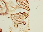 KLC1 Antibody in Immunohistochemistry (Paraffin) (IHC (P))