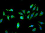 KLHL2 Antibody in Immunocytochemistry (ICC/IF)