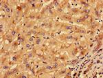 KLHL2 Antibody in Immunohistochemistry (Paraffin) (IHC (P))