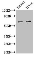 KLHL2 Antibody in Western Blot (WB)